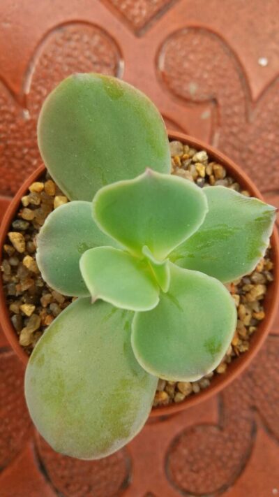Echeveria "Pallida" - Зображення 3