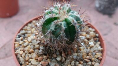 ECHINOPSIS HAKU-JO
