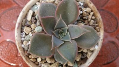 ECHEVERIA "DARK DESIRE"