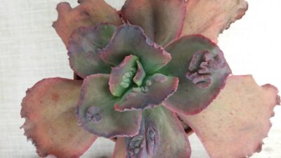 ECHEVERIA CRAZZY JOKER