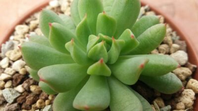 ECHEVERIA "IRISH MINT"