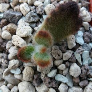 Kalanchoe tomentosa "Teddy Bear" | 62