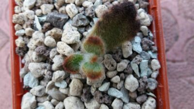 Kalanchoe tomentosa "Teddy Bear"