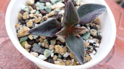 LENOPHYLLUM "GUTTATUM" VAR.