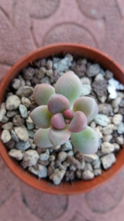 Graptopetalum Ellen - Зображення 6