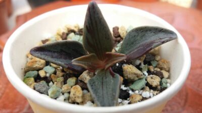 LENOPHYLLUM "GUTTATUM" VAR. - Зображення 2