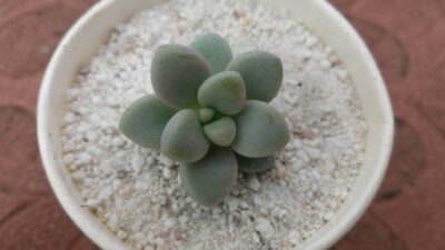 Graptopetalum Ellen