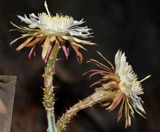 Acanthocereus paradoxus — новый эндемик из Мексики