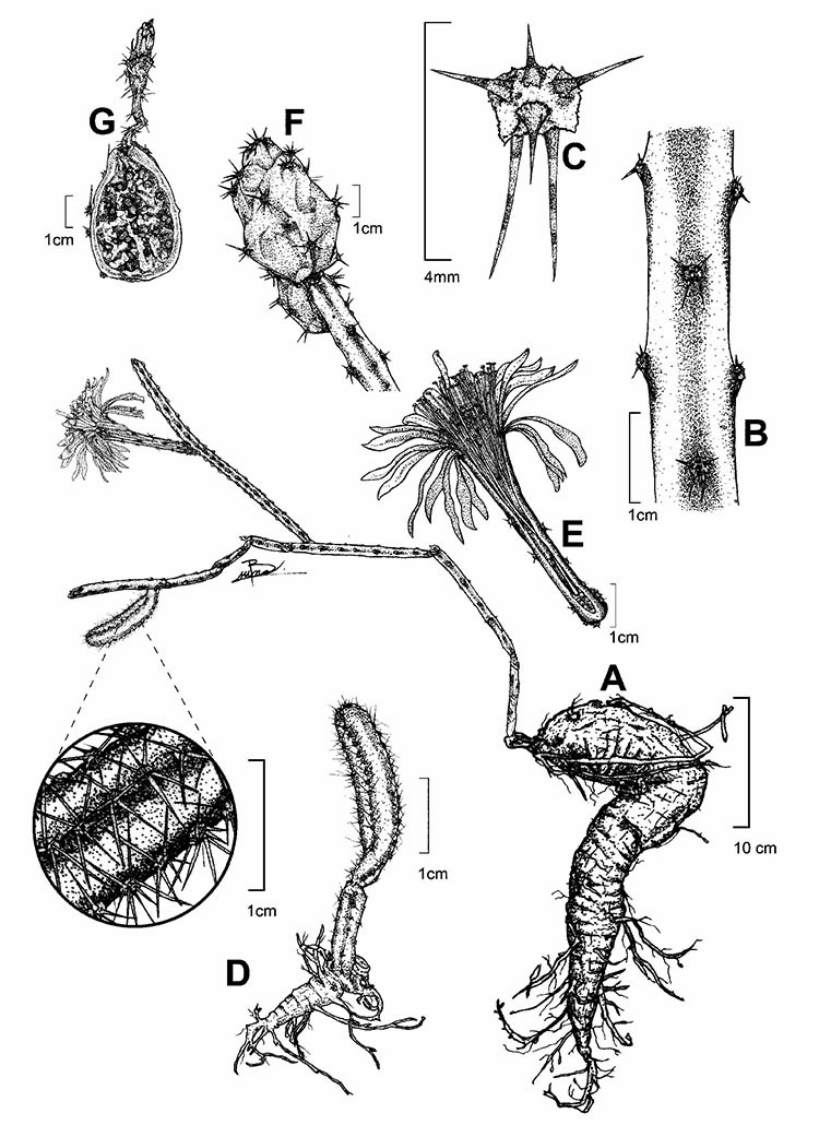 Acanthocereus paradoxus