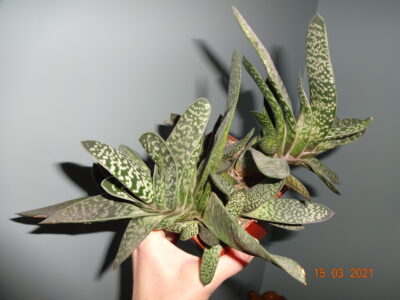 Gasteria Maculata (возможно, GRACILIS, точно не уверена) - Зображення 7