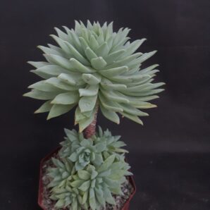 Dudleya farinosa | 39