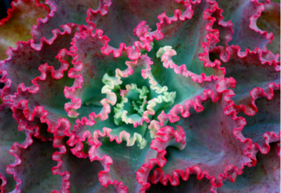 Echeveria Dicks Pink - Зображення 2