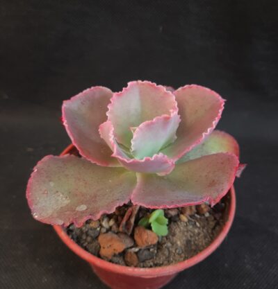 Echeveria 'Dick's Pink'