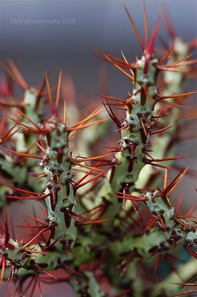 Euphorbia aeruginosa
