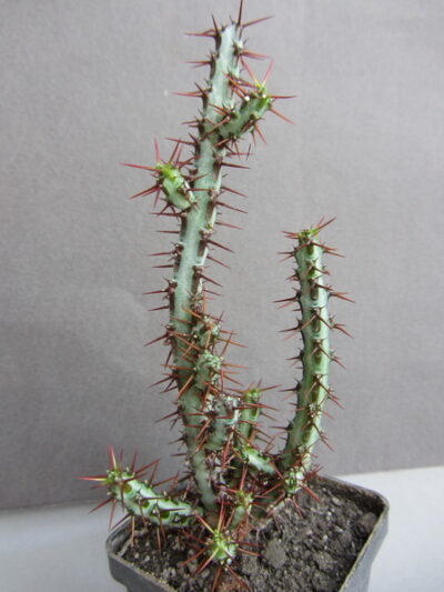 Euphorbia aeruginosa - Зображення 2