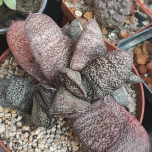 Gasteria batesiana | 47