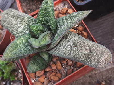 Gasteria batesiana Barberton