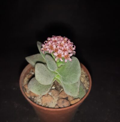 Crassula Morgan's Beauty