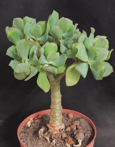 Crassula ovata Blue Bird