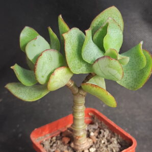 Crassula ovata Blue Bird