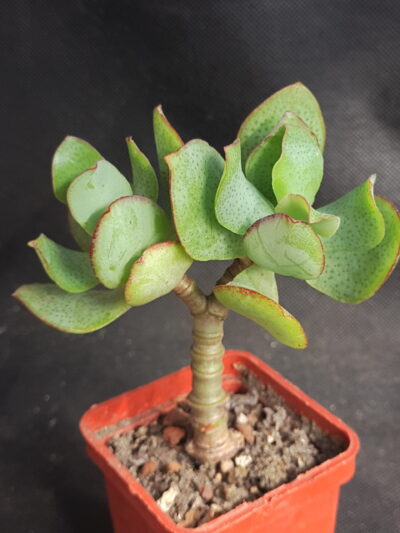 Crassula ovata Blue Bird