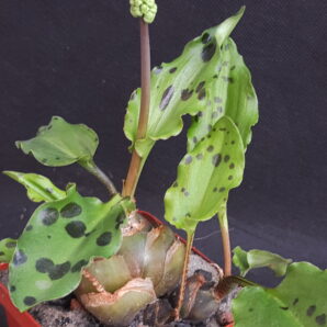 Drimiopsis maculata | 38