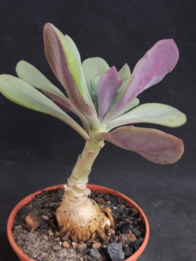 Senecio fulgens - Зображення 2