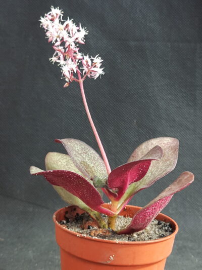 Crassula streyi