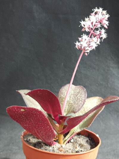 Crassula streyi - Зображення 2