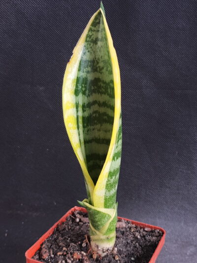 Sansevieria trifasciata 'Yellow Stripe'