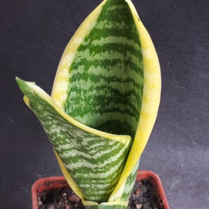 Sansevieria trifasciata 'Yellow Stripe'