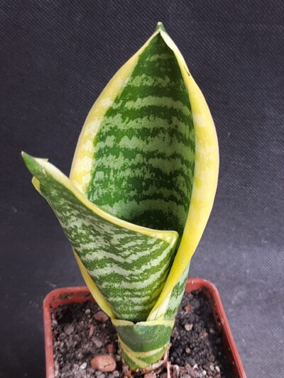 Sansevieria trifasciata 'Yellow Stripe'