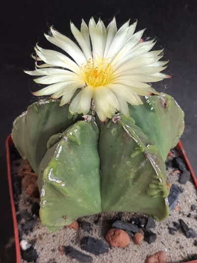 Astrophytum myriostigma fukuryu