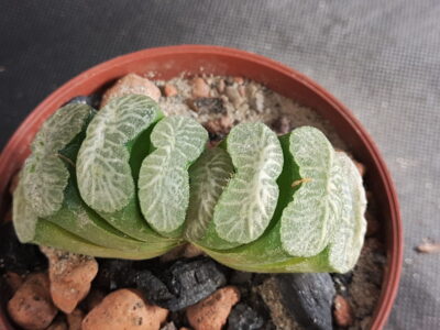 Haworthia truncata