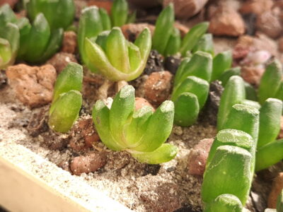 Haworthia truncata - Зображення 2