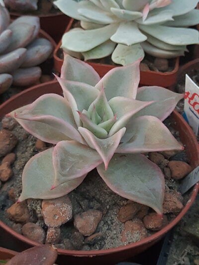 Echeveria madiba