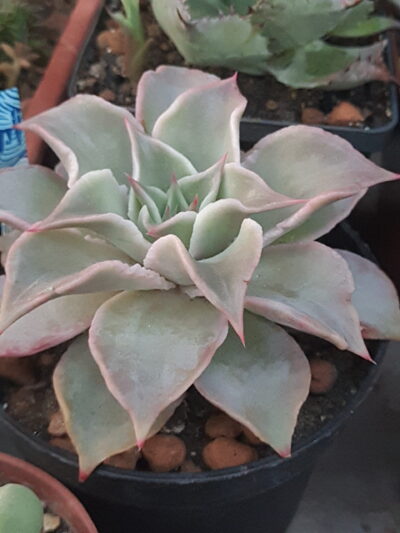 Echeveria madiba