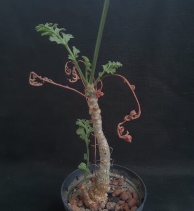 Pelargonium carnosum