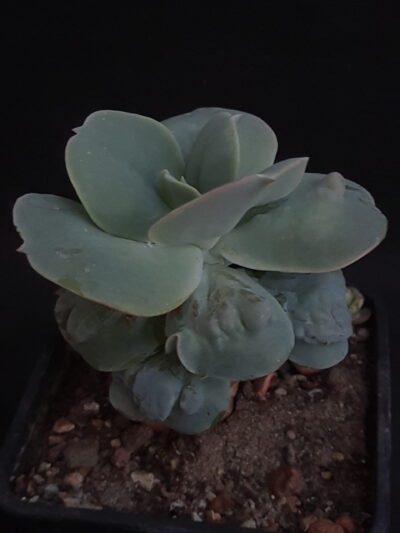 Echeveria Paul Bunyan
