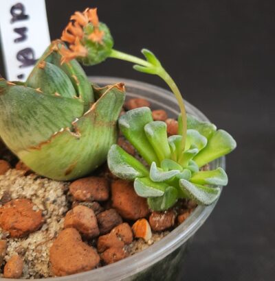 Crassula celia