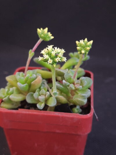Crassula fernwood