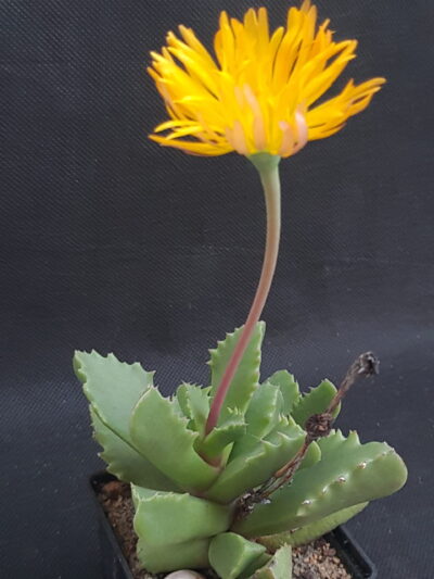 Carruanthus peersii - Зображення 2