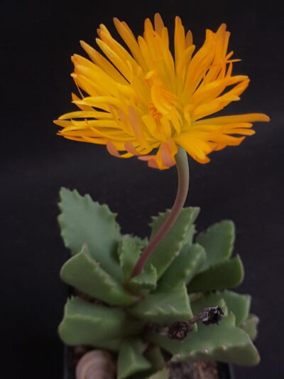 Carruanthus peersii