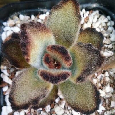 Kalanchoe tomentosa "Teddy Bear" - Зображення 3