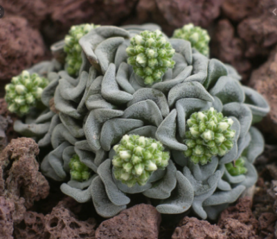 Crassula celia - Зображення 2