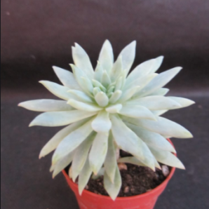 Dudleya farinosa | 36