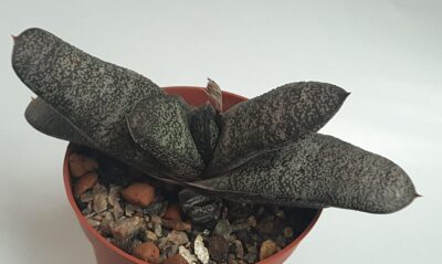 Gasteria batesiana