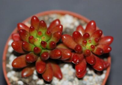 Sedum rubrotinctum - Зображення 2