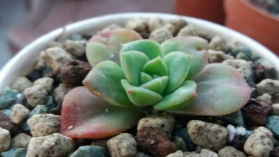 ECHEVERIA "NICKSANA"