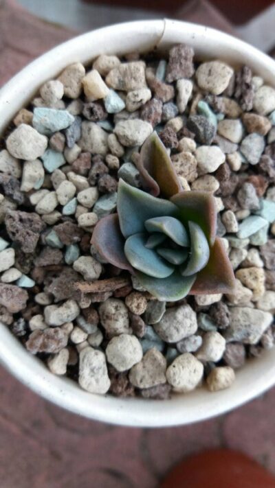 GRAPTOVERIA "FANTOME" - Зображення 2